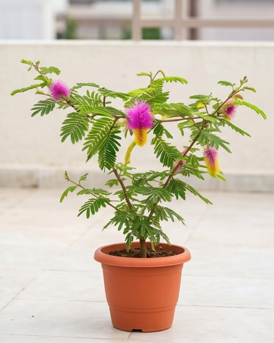 Shami Plant — view 4