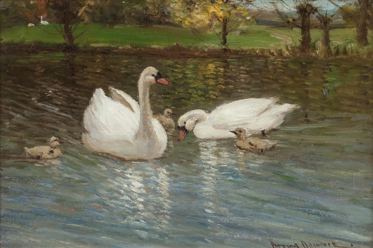 Swans and cygnets