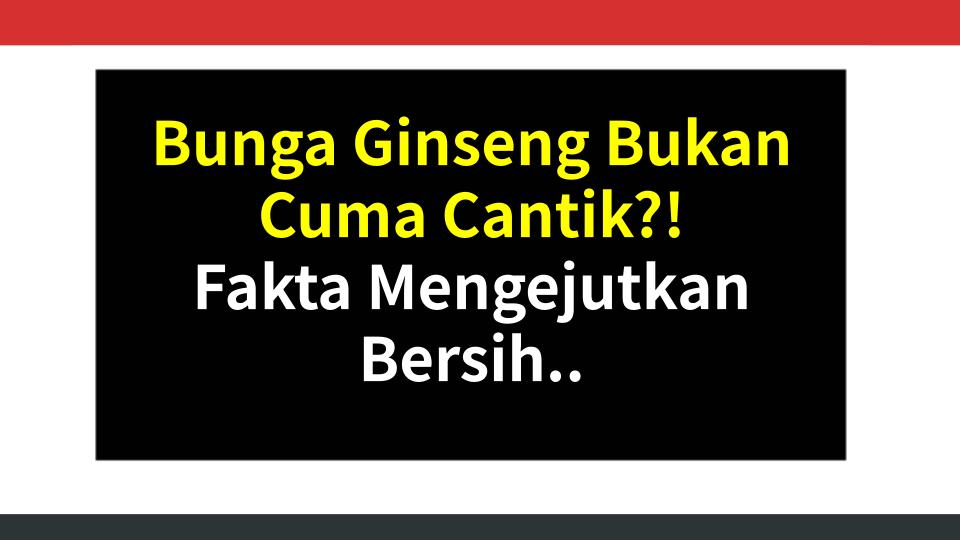 Bunga Ginseng Bukan Cuma Cantik?! Fakta Mengejutkan Bersihin Pembuluh Darah & Tajemin Otak!