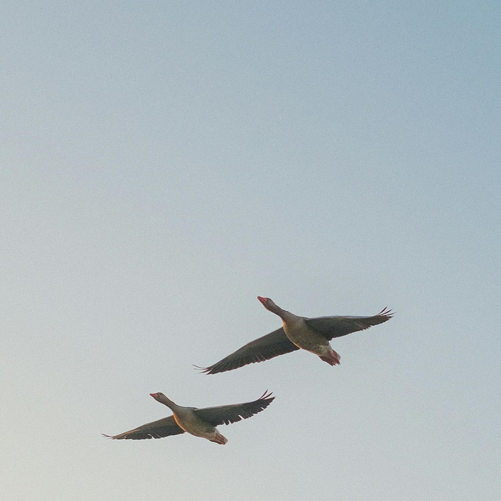 Download Two Wild Geese In Flight 2K iPhone