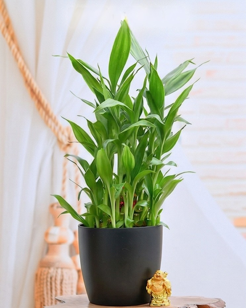 Baby Bamboo Plant