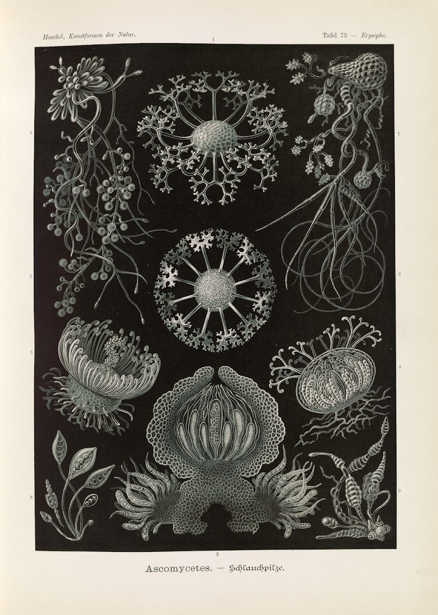 Ascomycetes  Schlauchpilze 1904