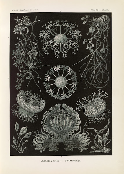 Ascomycetes  Schlauchpilze 1904