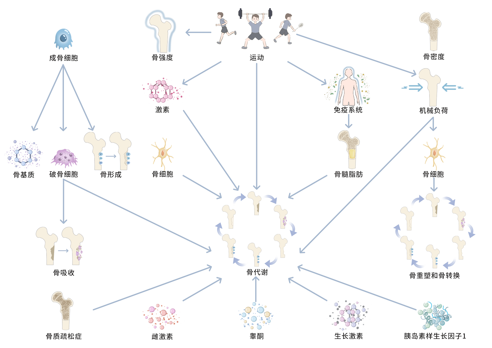 Traditional Chinese sports in the treatment of osteoporosis: potential biological mechanisms and clinical application progress