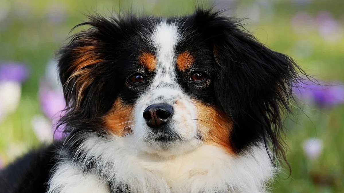 펫보험 가입 시 보험료 절약을 위한 맞춤형 상품 선택 기준