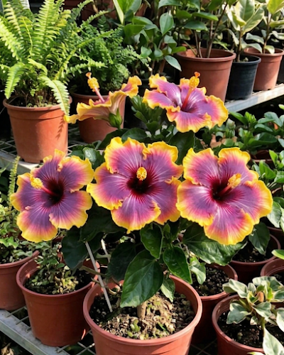 Hibiscus Fangliao Suzaku