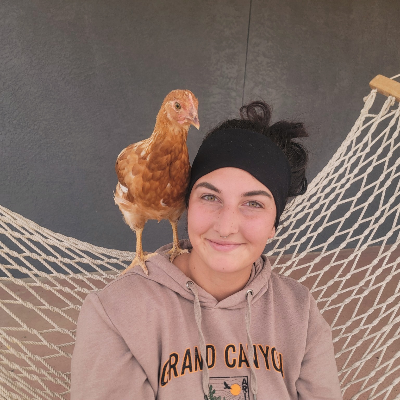 Brown Egg Layer Chicken