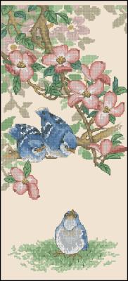 CMP 360021 Baby Blue Jays