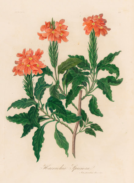 Harrachia Speciosa 1818 1824