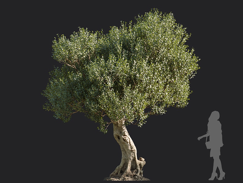 Maxtree - Plant Models Vol.113