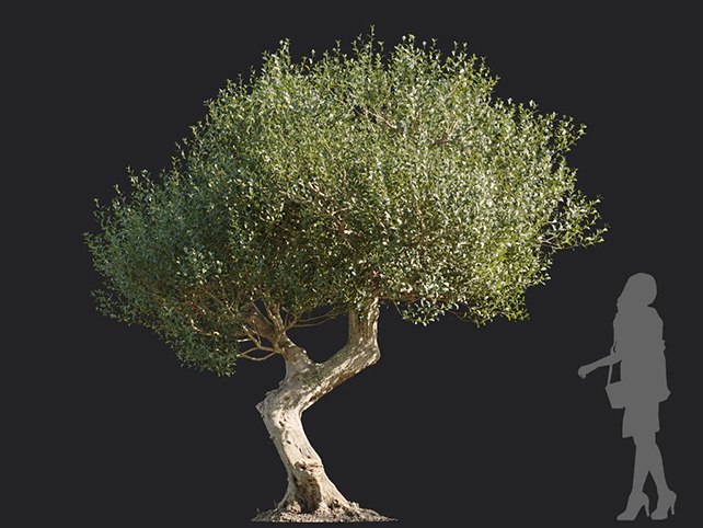 Maxtree - Plant Models Vol.113