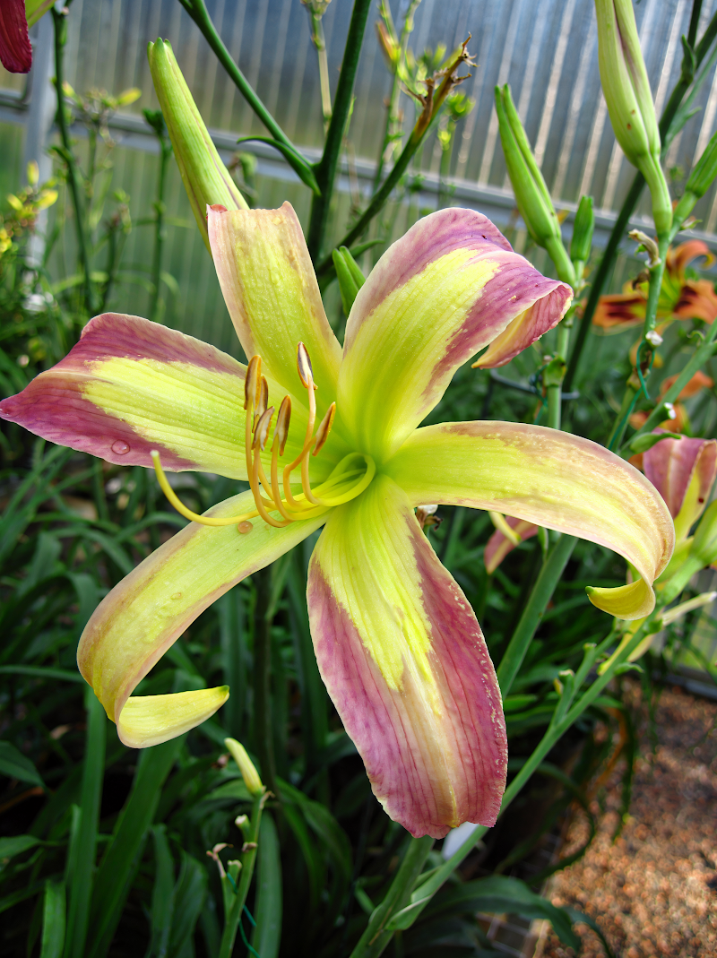 Hemerocallis String Bikini fiori ragno rifiorenti in piena fioritura con petali sottili