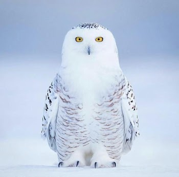 White Owl Picture