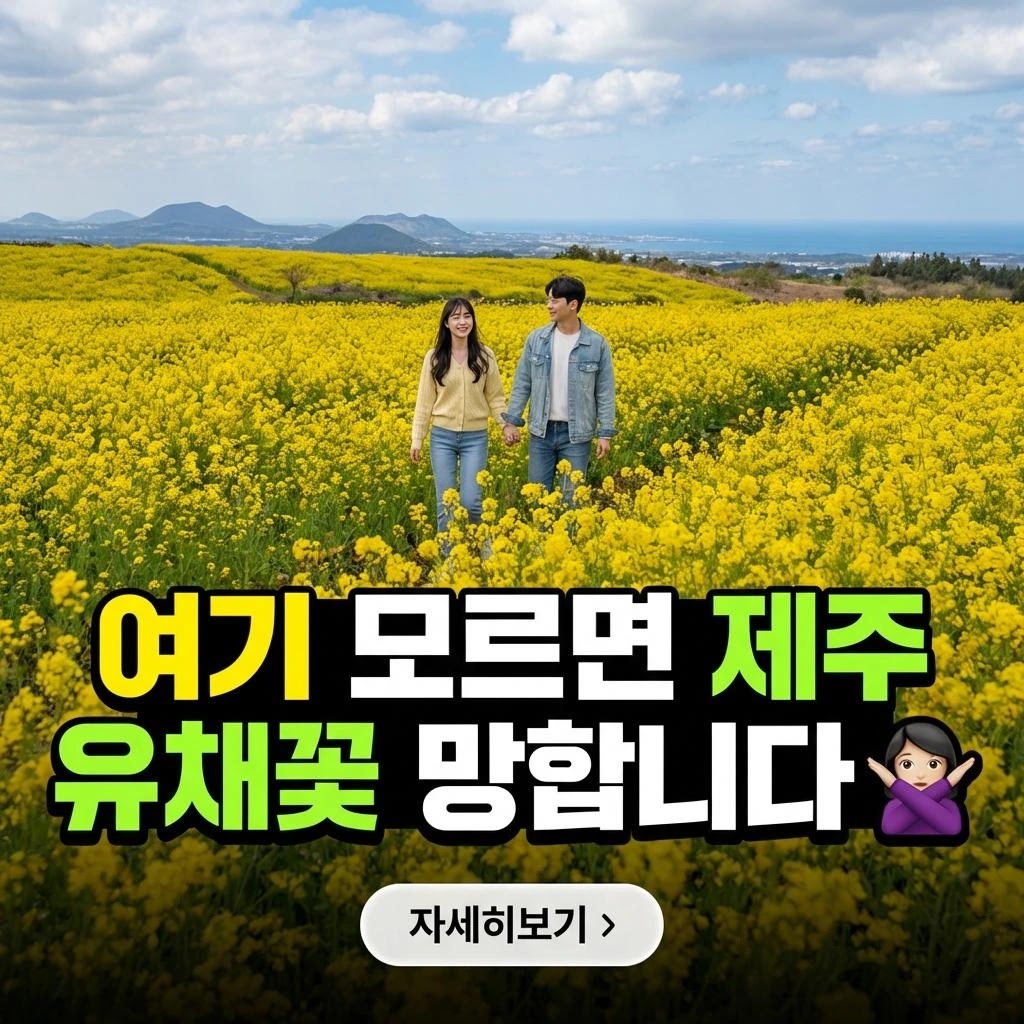 제주 유채꽃 100% 즐기는 7가지 비법 (2026 최신)