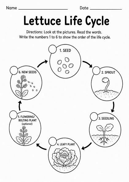 Lettuce Life Cycle Worksheet