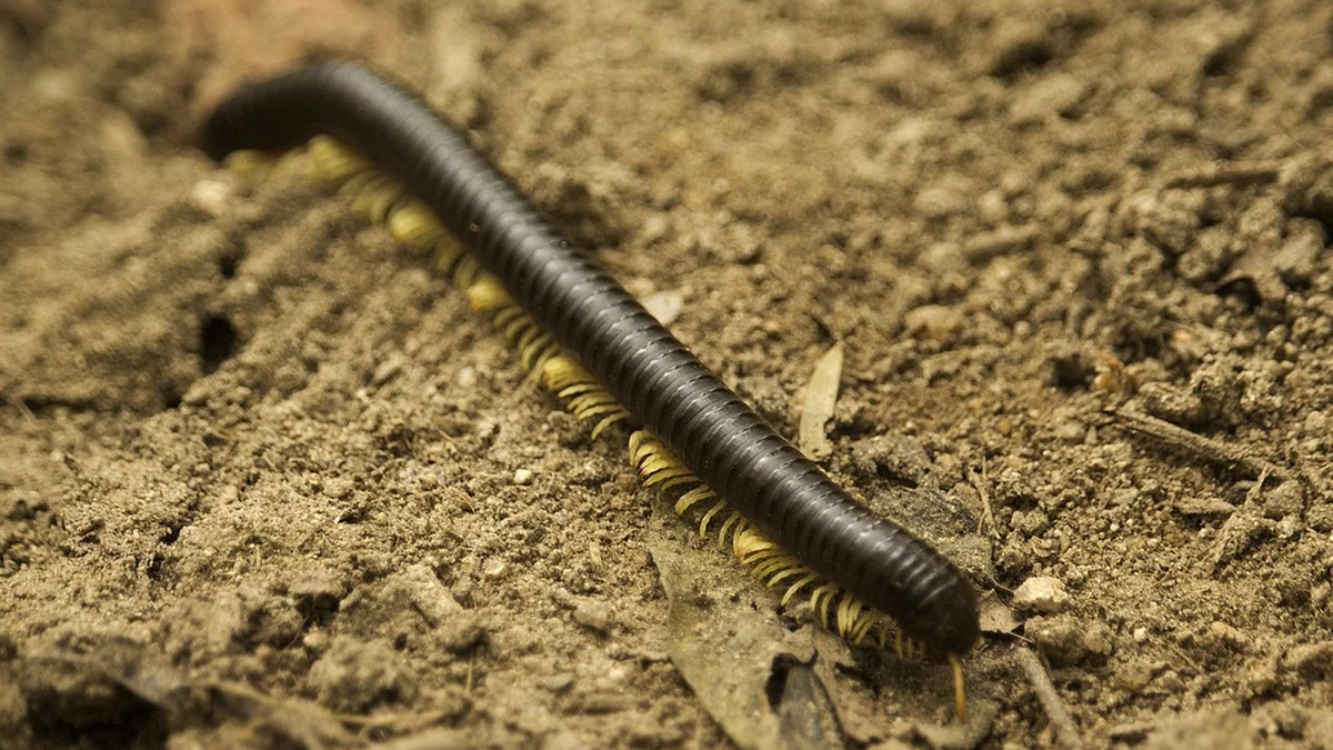 노동 시장 이중구조의 정치·사회적 배경과 경제적 의미 해설