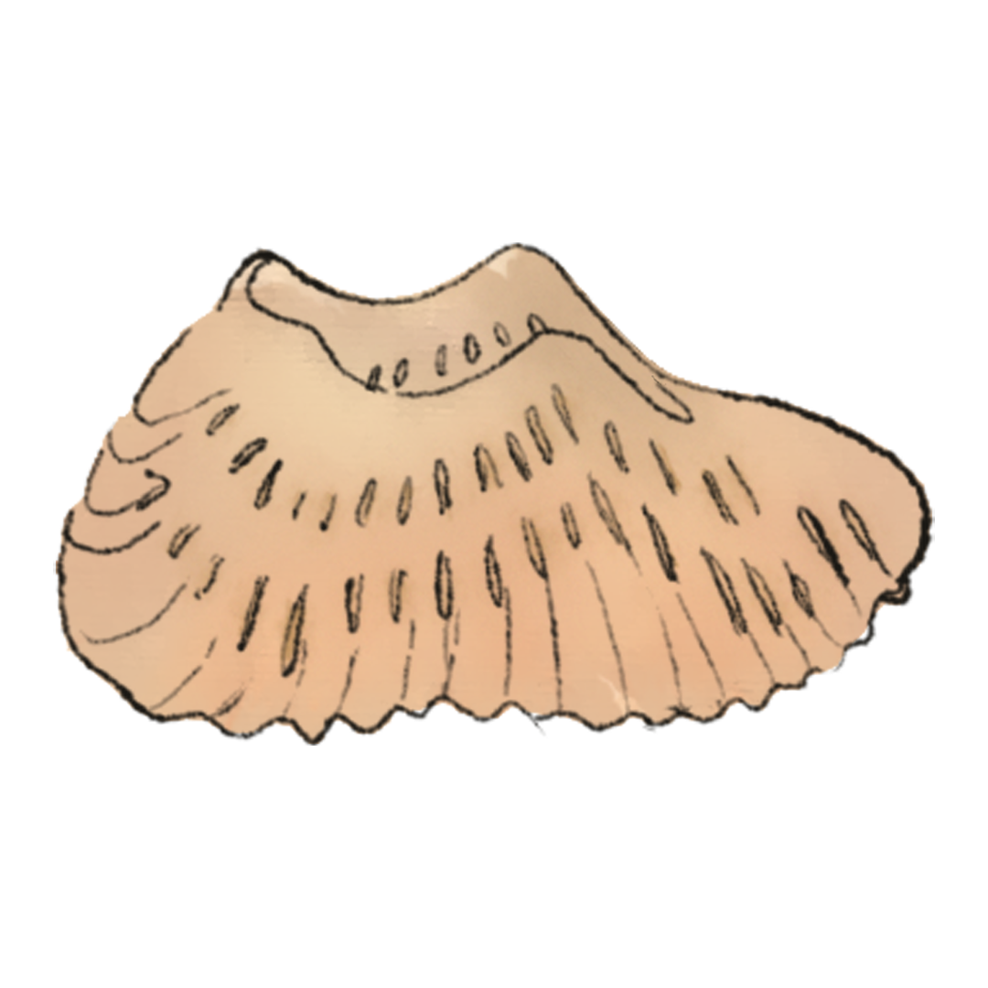 Yeezy Foam Basketball Concept (?) product image