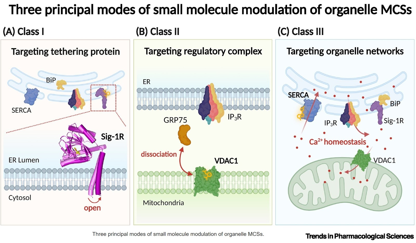 Small molecule modulation of organelle membrane contact sites