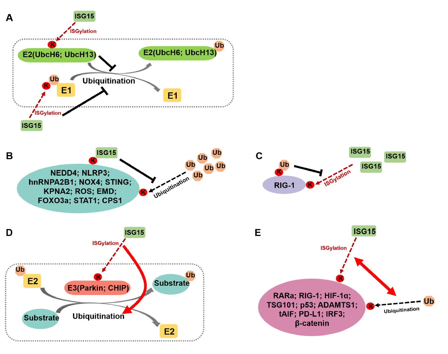 ISGylation: is our genome yearning for such a modification?
