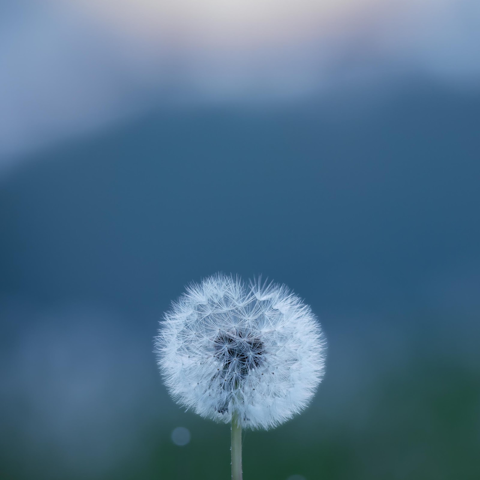 Download Dandelion Seed Head At Twilight 4K iPhone