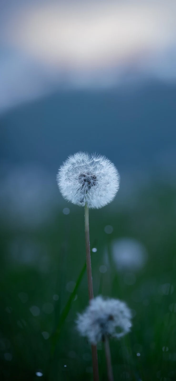 Dandelion Seed Head At Twilight - Nature Photography 4K iPhone Wallpaper (2333x5054)