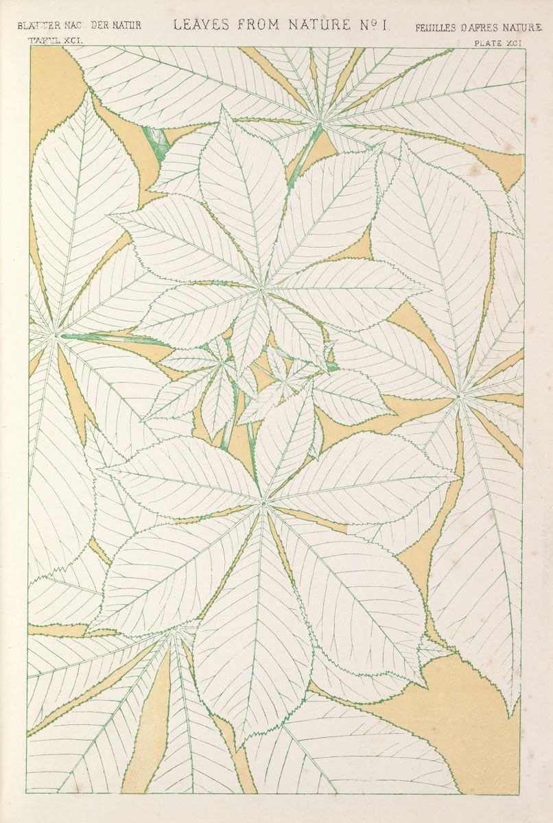 Leaves from Nature No1 1856