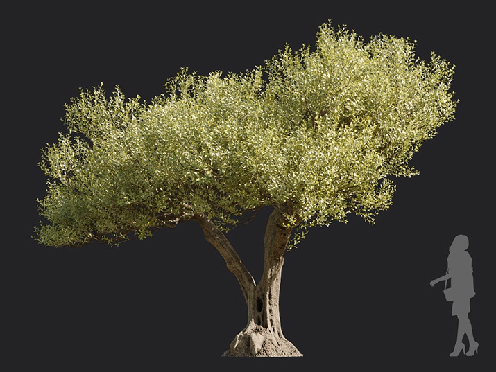 Maxtree - Plant Models Vol.113