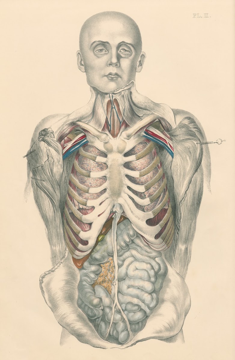 Medical anatomy or Illustrations of the relative position and movements of the i