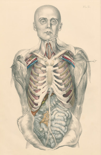 Medical anatomy or Illustrations of the relative position and movements of the i