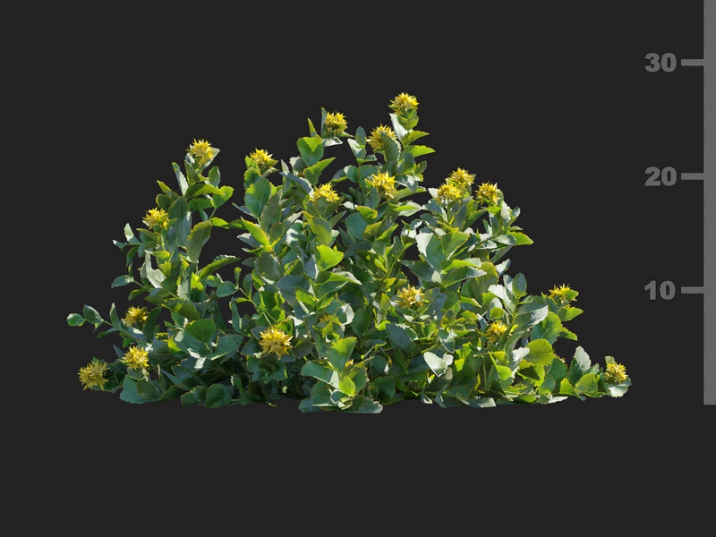 Maxtree - Plant Models Vol.112