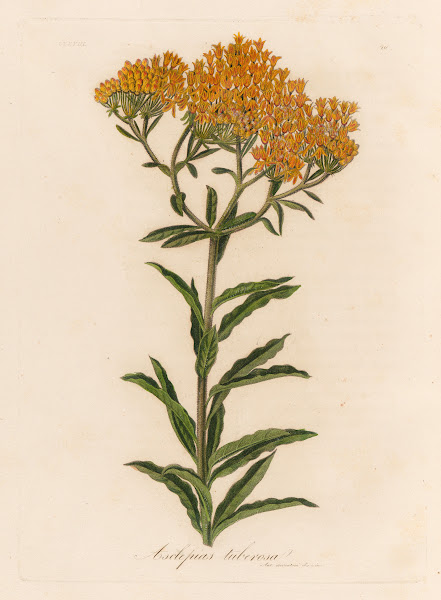 Asclepias tuberosa 1818 1824
