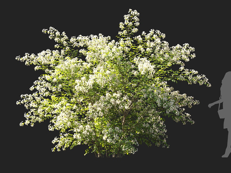 Maxtree - Plant Models Vol.122