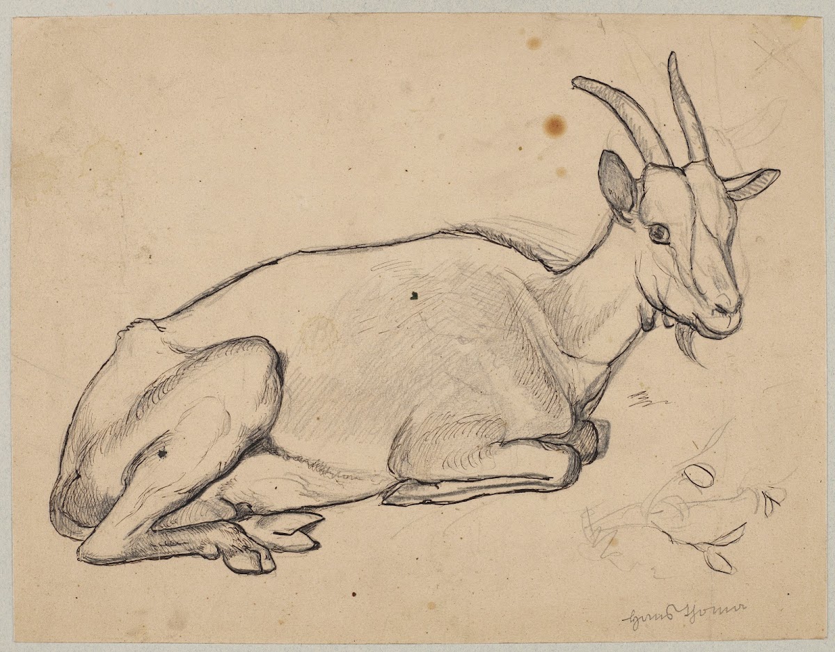 Lying Goat 1891