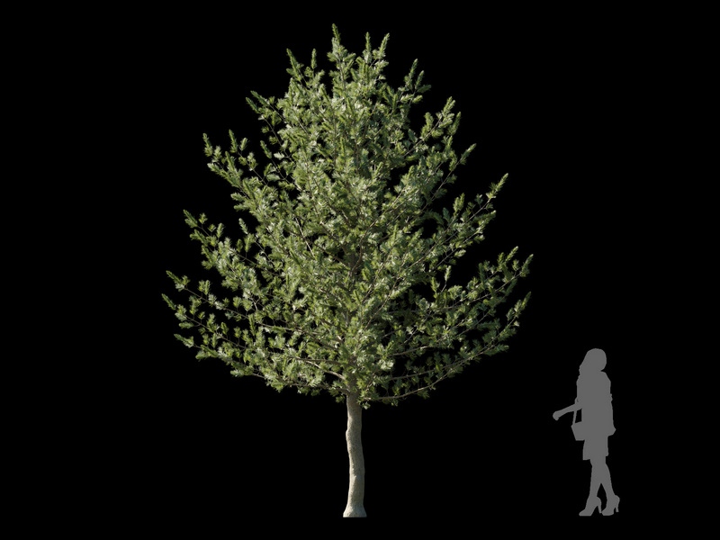 Maxtree - Plant Models Vol.120