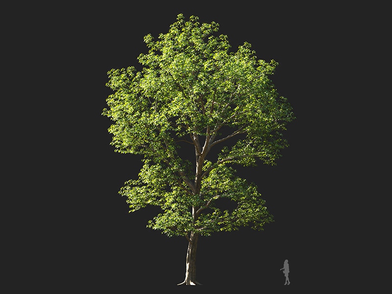 Maxtree - Plant Models Vol.132