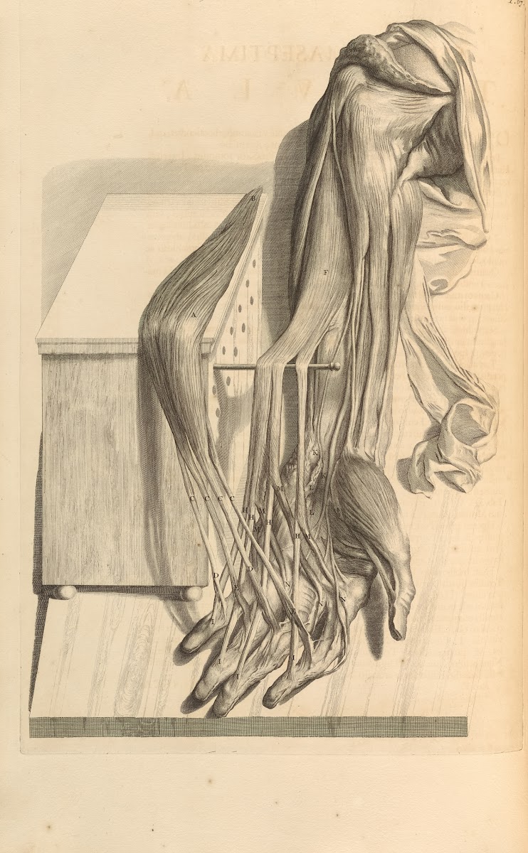 Anatomia humani corporis Pl068 1685
