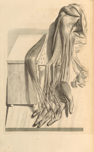 Anatomia humani corporis Pl068 1685