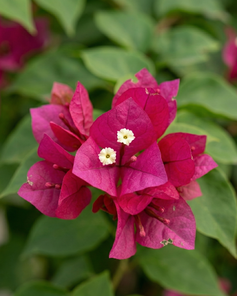 Imported Adarna Bougainvillea Plant — view 3