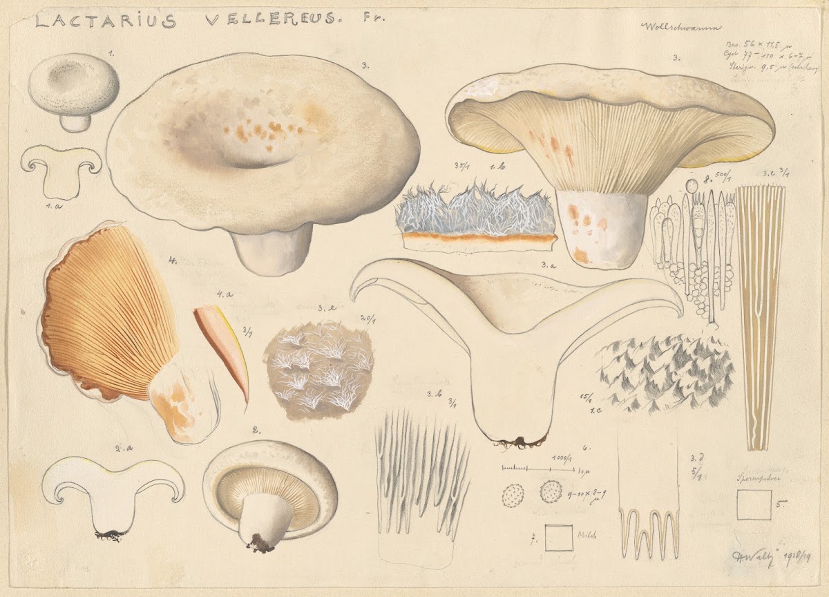 Lactarius vellereus Fr 1915 1945