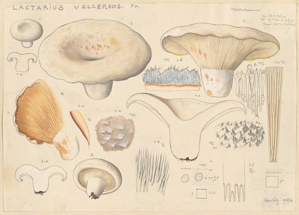 Lactarius vellereus Fr 1915 1945