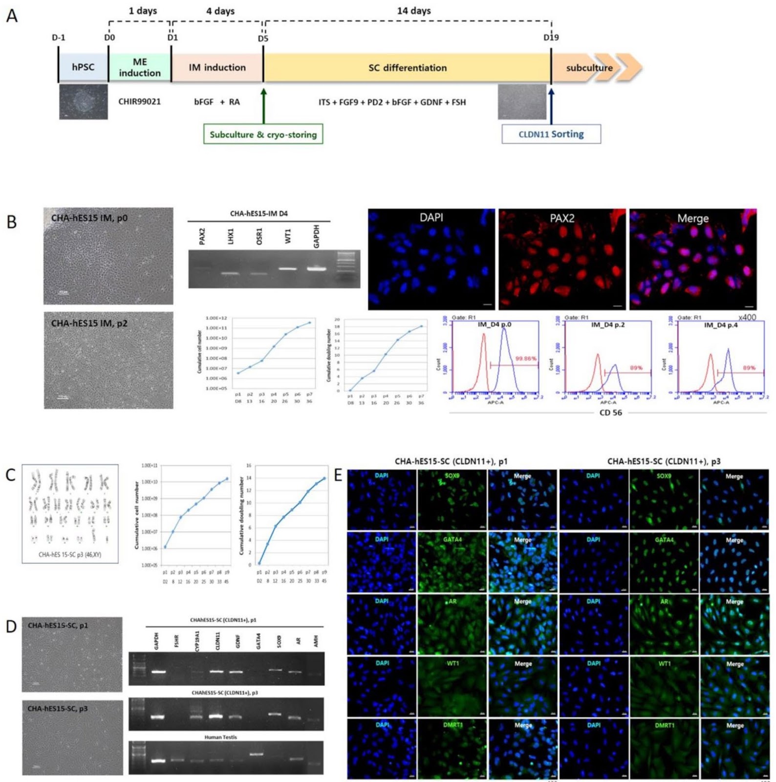 Human embryonic stem cell-derived Sertoli cells as an immune modulator of cell transplantation therapy in a diabetic mice model