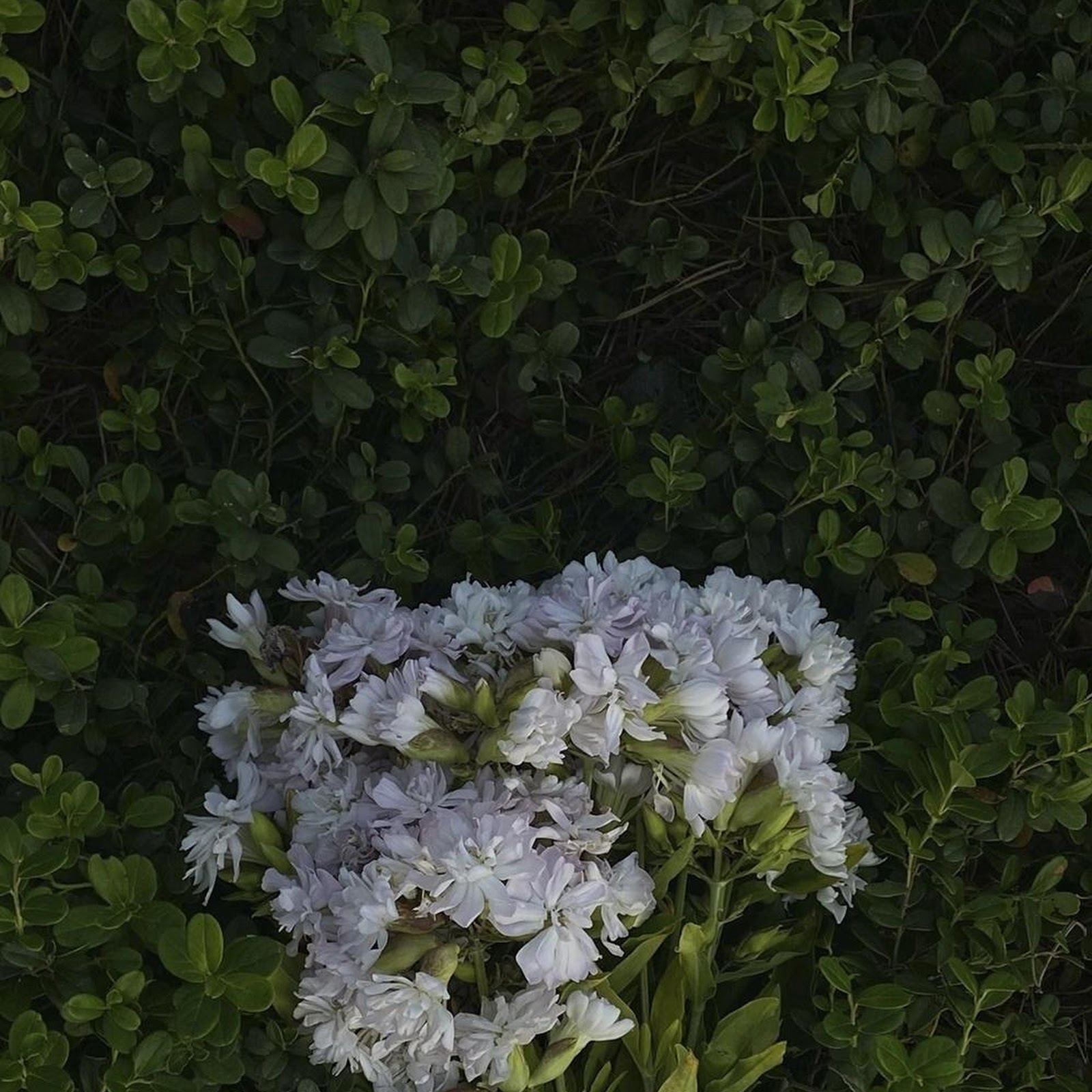 Download White Wildflowers In Green Bush iPhone
