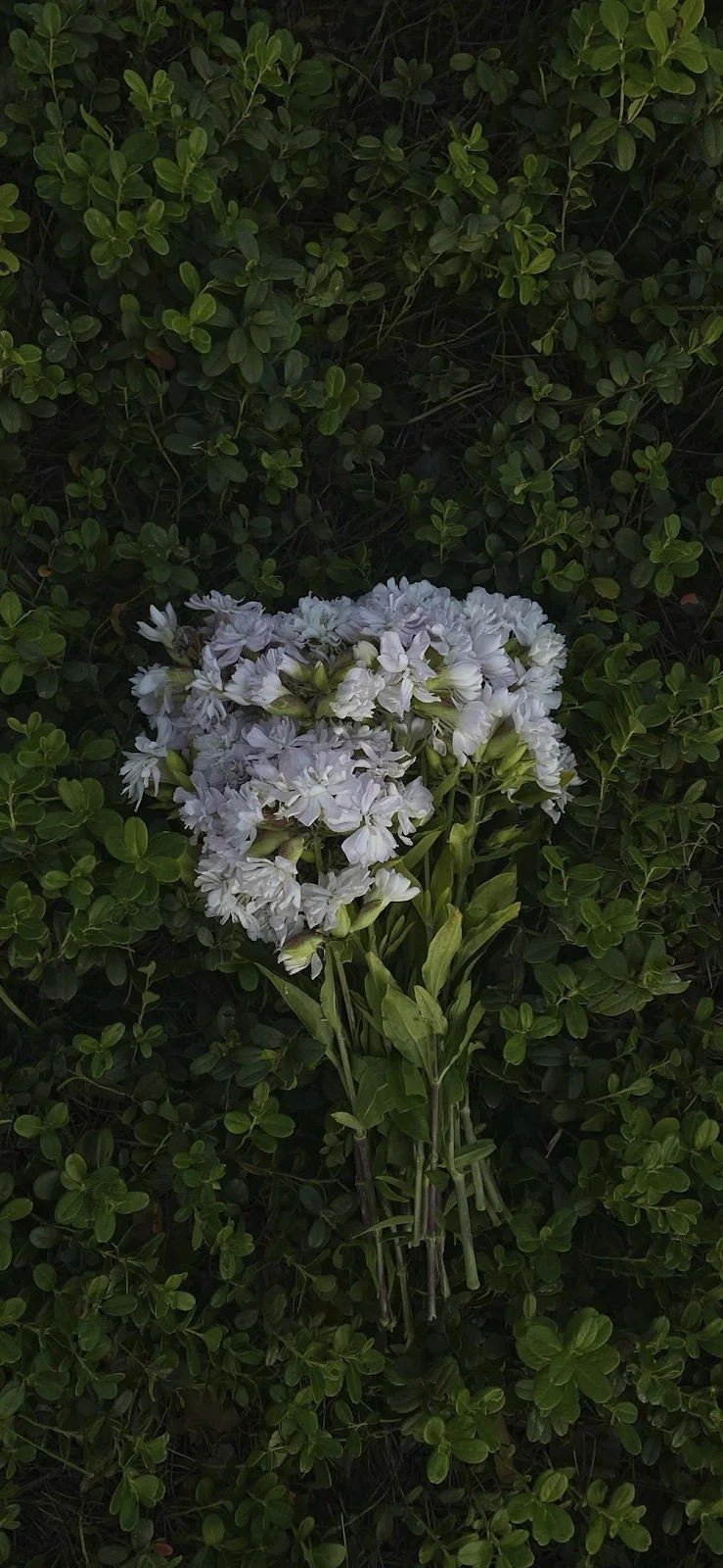White Wildflowers In Green Bush - Nature Photography iPhone Wallpaper (998x2160)