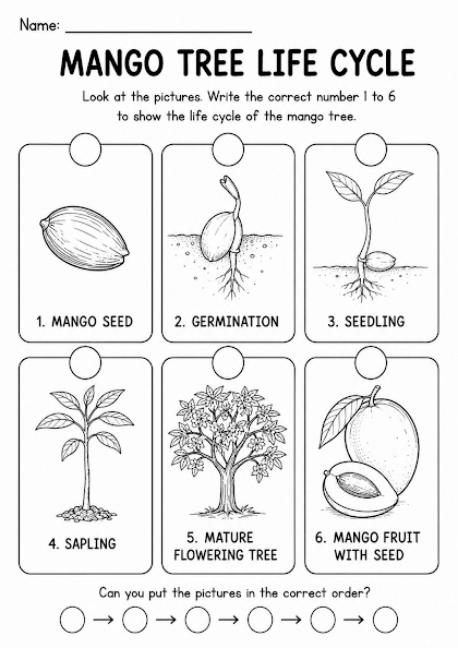 Mango Tree Life Cycle Worksheet