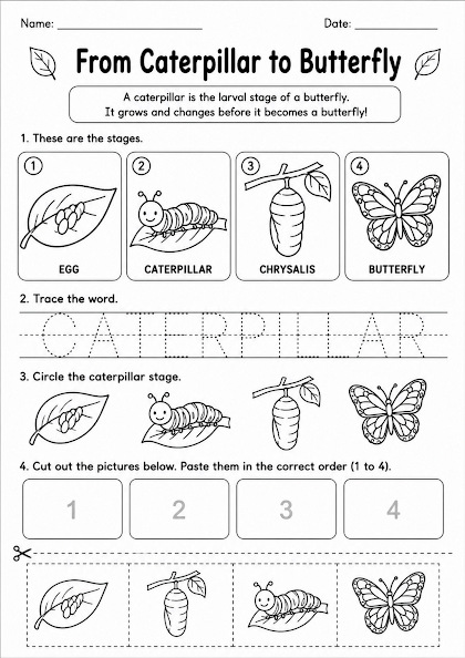 Caterpillar Life Cycle Worksheet