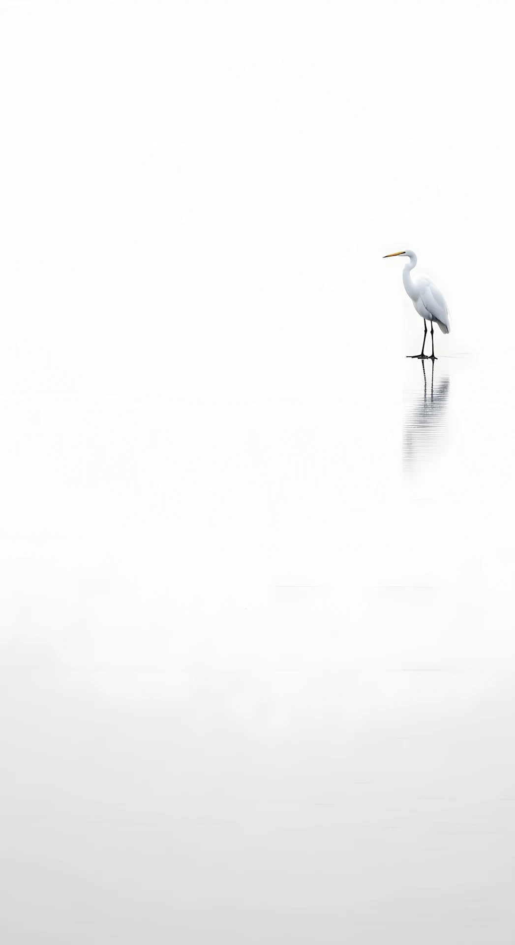 Minimalist Great Egret on Reflective White Surface - Free 4K mobile Wallpaper