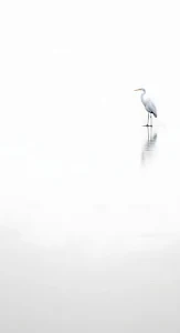 Minimalist Great Egret on Reflective White Surface
