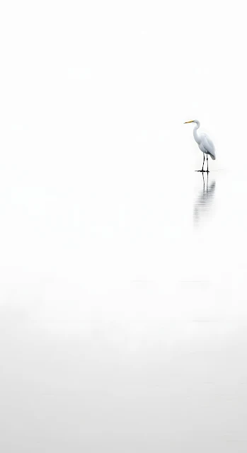 Minimalist Great Egret on Reflective White Surface