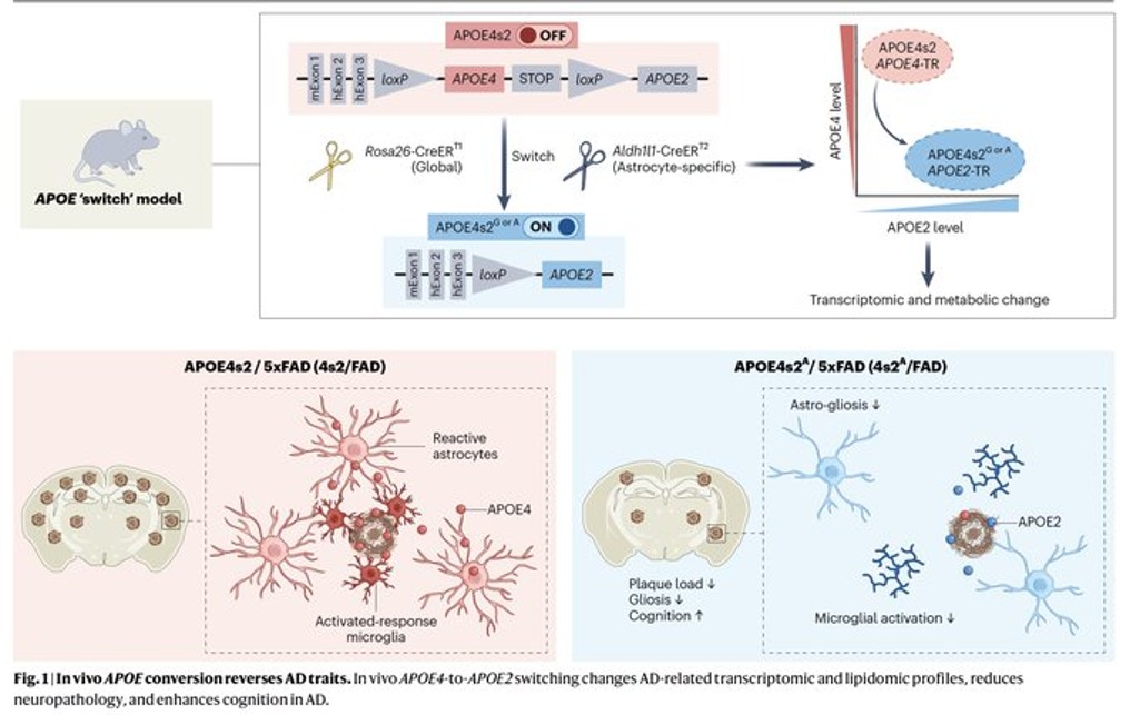 APOE4 to APOE2 allelic switching in mice improves Alzheimer’s disease-related metabolic signatures, neuropathology and cognition