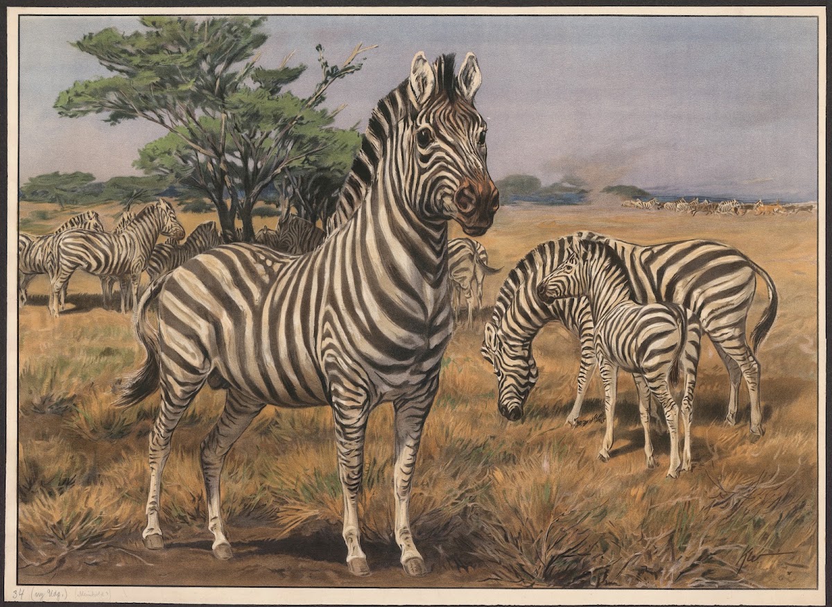Zebra 1910
